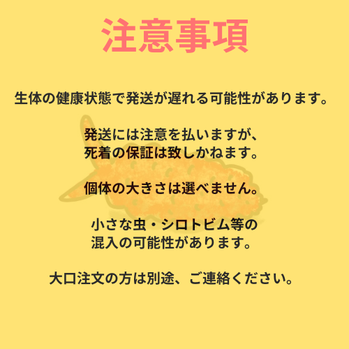 生体の健康状態で発送が遅れる可能性があります。 発送には注意を払いますが、死着の保証は致しかねます。 個体の大きさは選べません。 小さな虫・シロトビムシの混入の可能性があります。 大口注文の方は別途、ご連絡ください。