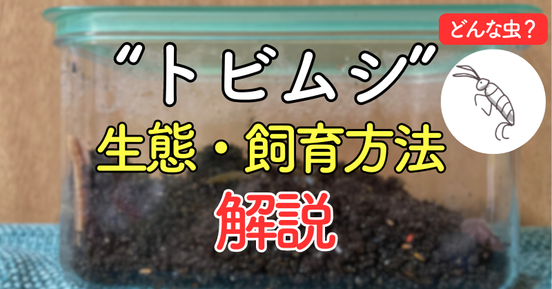 トビムシ 飼育方法 解説